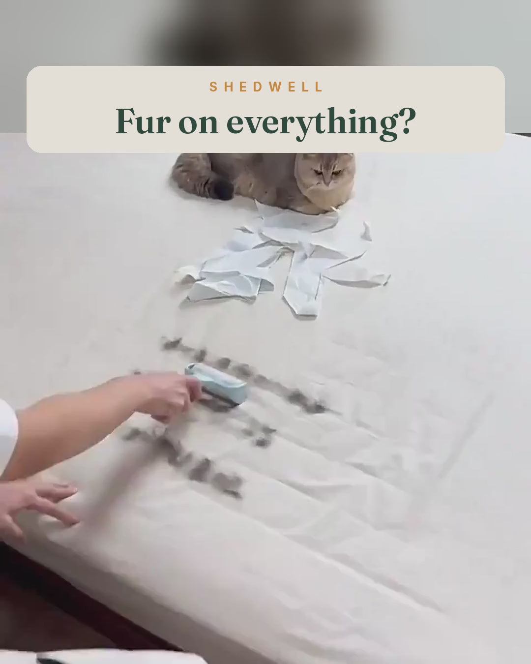 Video: the mitt wiping pet hair off a sofa, clothes, a rug and curtains